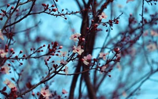 Картинка вишня, цветение, весна
