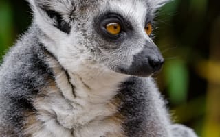 Картинка лемур, дикая природа, взгляд