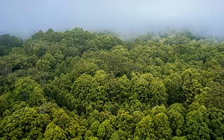 Картинка лес, деревья, туман