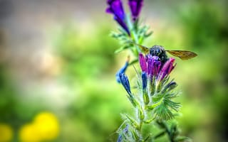 Картинка пчела, цветок, нектар