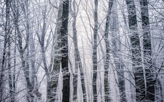 Обои лес, зима, чб