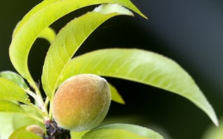 Картинка персик, фрукт, листья