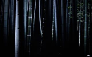 Картинка бамбук, темнота, стволы