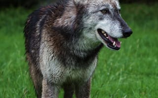 Картинка волк, хищник, собака