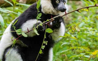 Картинка лемур вари, лемур, удивление