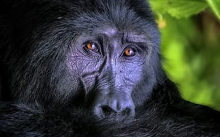 Картинка горилла, обезьяна, животное
