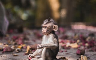 Картинка обезьяна, мартышка, детеныш