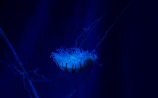 Обои медуза, подводный мир, плавать