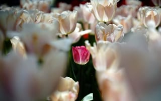 Картинка тюльпаны, цветы, бутоны