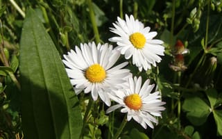 Картинка ромашки, цветы, лето