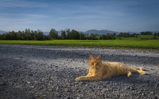 Картинка кот, питомец, рыжий