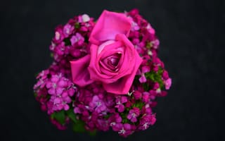 Картинка роза, цветы, бутон