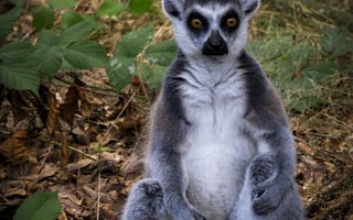 Картинка лемур, животное, дикая природа