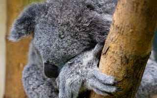 Картинка коала, животное, дикая природа