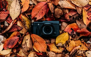 Картинка фотоаппарат, листва, осень