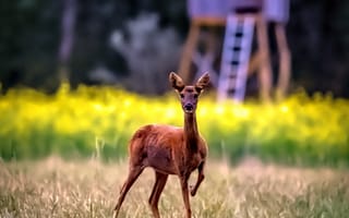 Картинка косуля, дикое животное, дикая природа