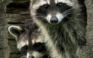 Картинка еноты, животные, дупло