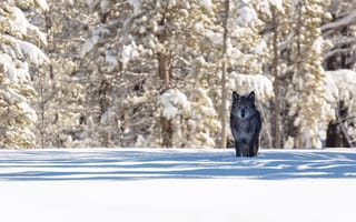 Картинка волк, зима, лес