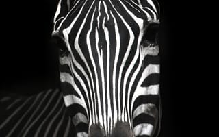 Картинка зебра, животное, полосатый