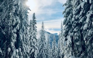 Картинка лес, зима, снег