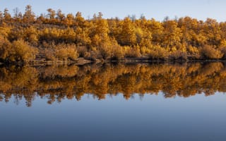 Картинка лес, деревья, отражение