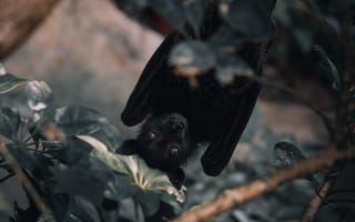 Картинка нетопырь, ветка, выглядывать