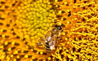 Картинка пчела, подсолнух, пыльца