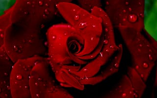 Картинка роза, красная, мокрая