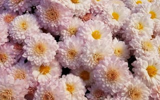Картинка хризантемы, цветы, розовый