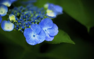 Картинка цветы, синий, капли