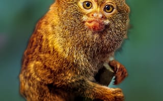 Картинка карликовая игрунка, игрунка, обезьяна