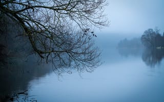 Картинка дерево, река, ветки