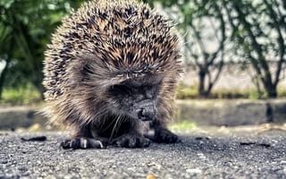 Картинка еж, животное, асфальт