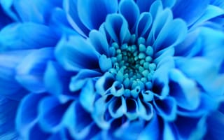 Обои цветок, голубой, лепестки