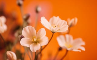 Картинка цветы, лепестки, пыльца