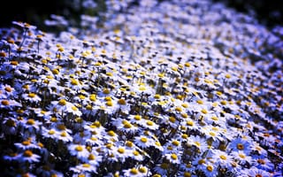 Картинка ромашки, цветы, поле