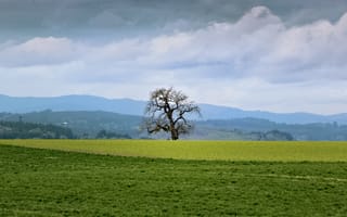 Картинка пейзаж, луг, дерево