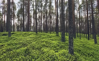 Картинка деревья, трава, растения