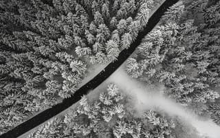Картинка зима, деревья, вид сверху