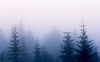 Картинка деревья, туман, ветки