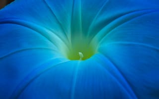 Картинка ипомея, цветок, макро