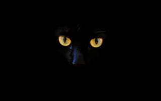 Обои кот, черный кот, глаза
