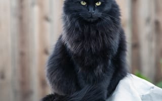 Обои кот, черный кот, пушистый