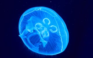 Обои медуза, подводный мир, свечение