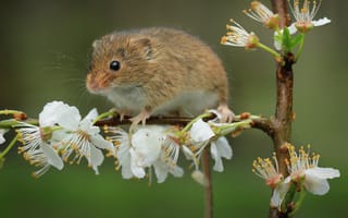 Картинка мышь, цветы, ветка