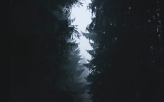 Картинка туман, ветки, деревья