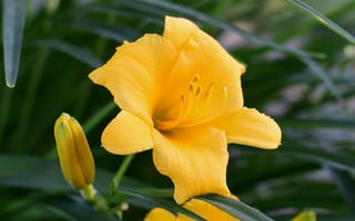 Картинка лилейник, цветок, пыльца