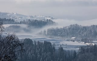Обои туман, зима, деревья