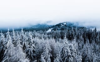 Обои зима, деревья, туман