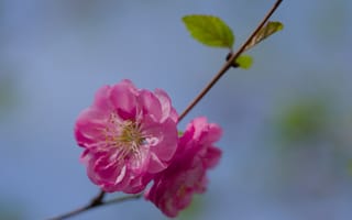 Картинка цветок, пыльца, лепестки